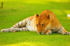 tigon-hybrid-tiger-lioness