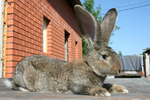 Фландр — самая большая порода кроликов