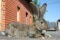 Фландр — самая большая порода кроликов