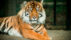 Балийский тигр – жертва дурной славы