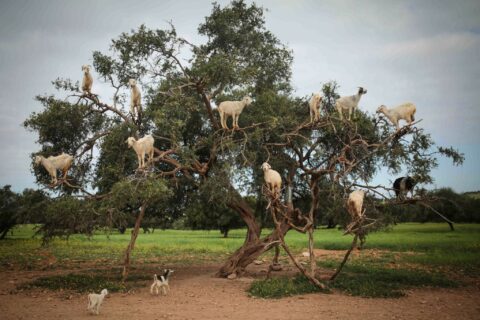 Марокканские козы пасутся на деревьях