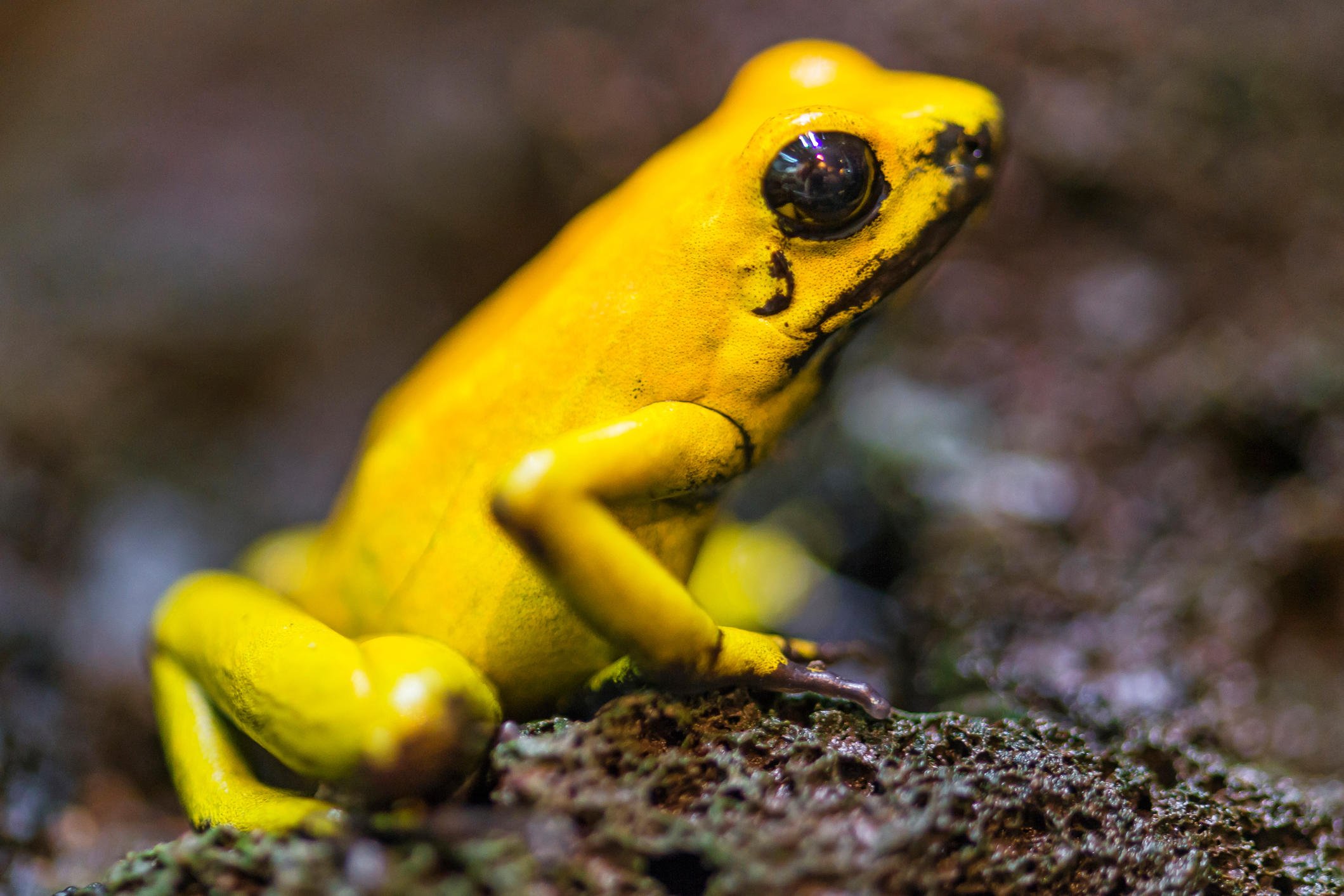 Желтая лягушка