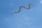 Рожденный ползать – летать может: летающие змеи!