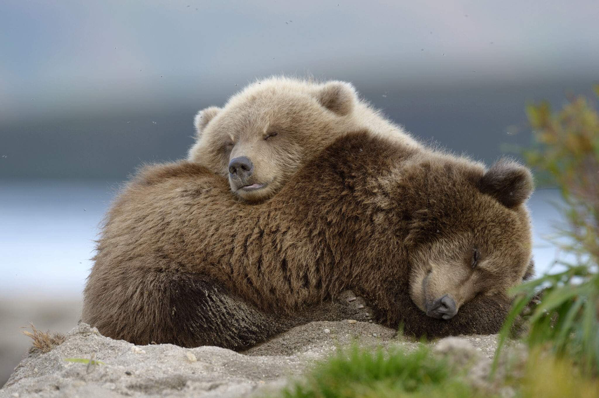 Медвежье воспитание