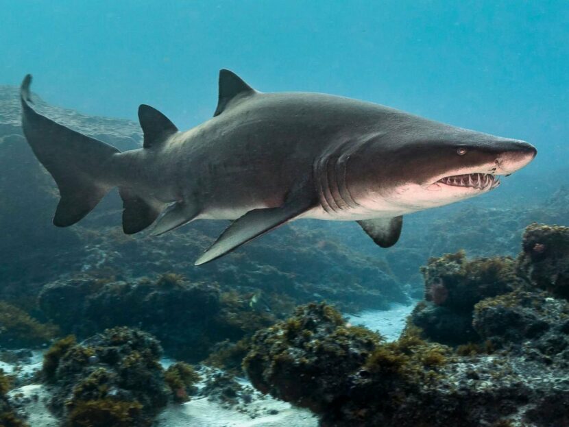 Грозные акулы — дальтоники