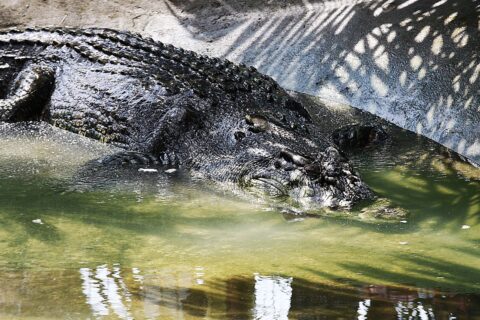 Кассиус — гигантский крокодил