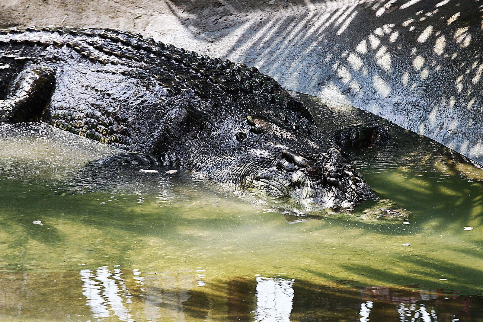 Крокодил Ккассиус