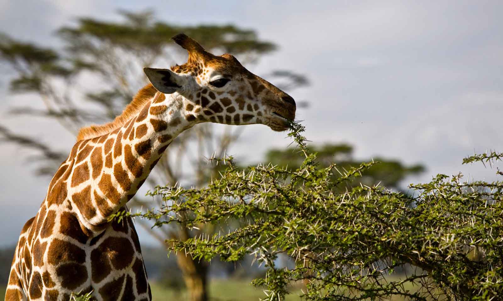 Факты о жирафах