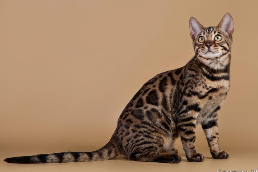 Калифорнийская сияющая кошка