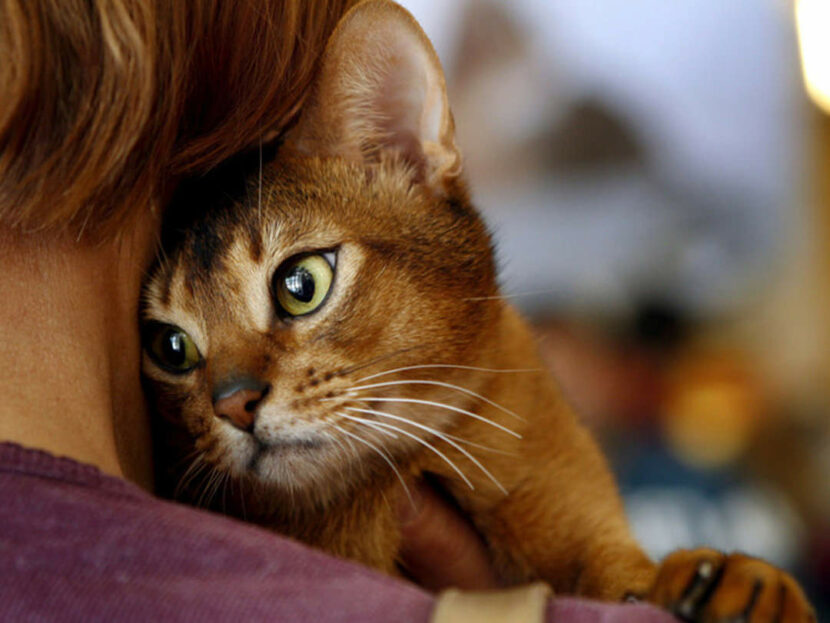 Кошкотерапия снимает человеческий стресс