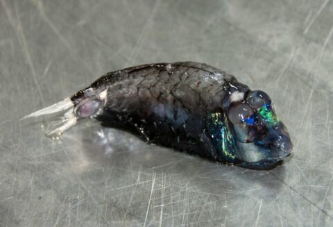 Малоротая макропинна – рыба с прозрачной головой