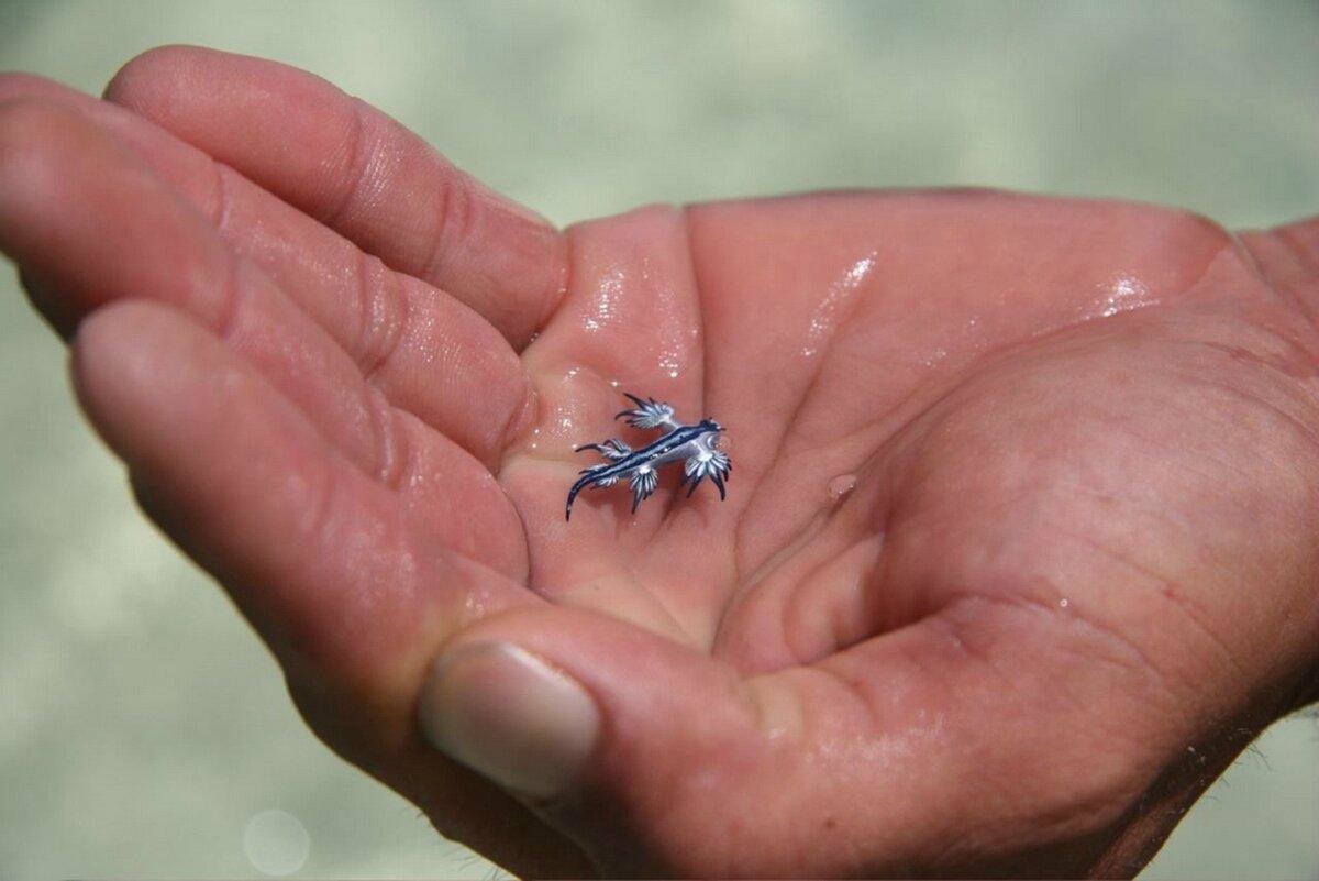 Самая маленькая рыба в мире