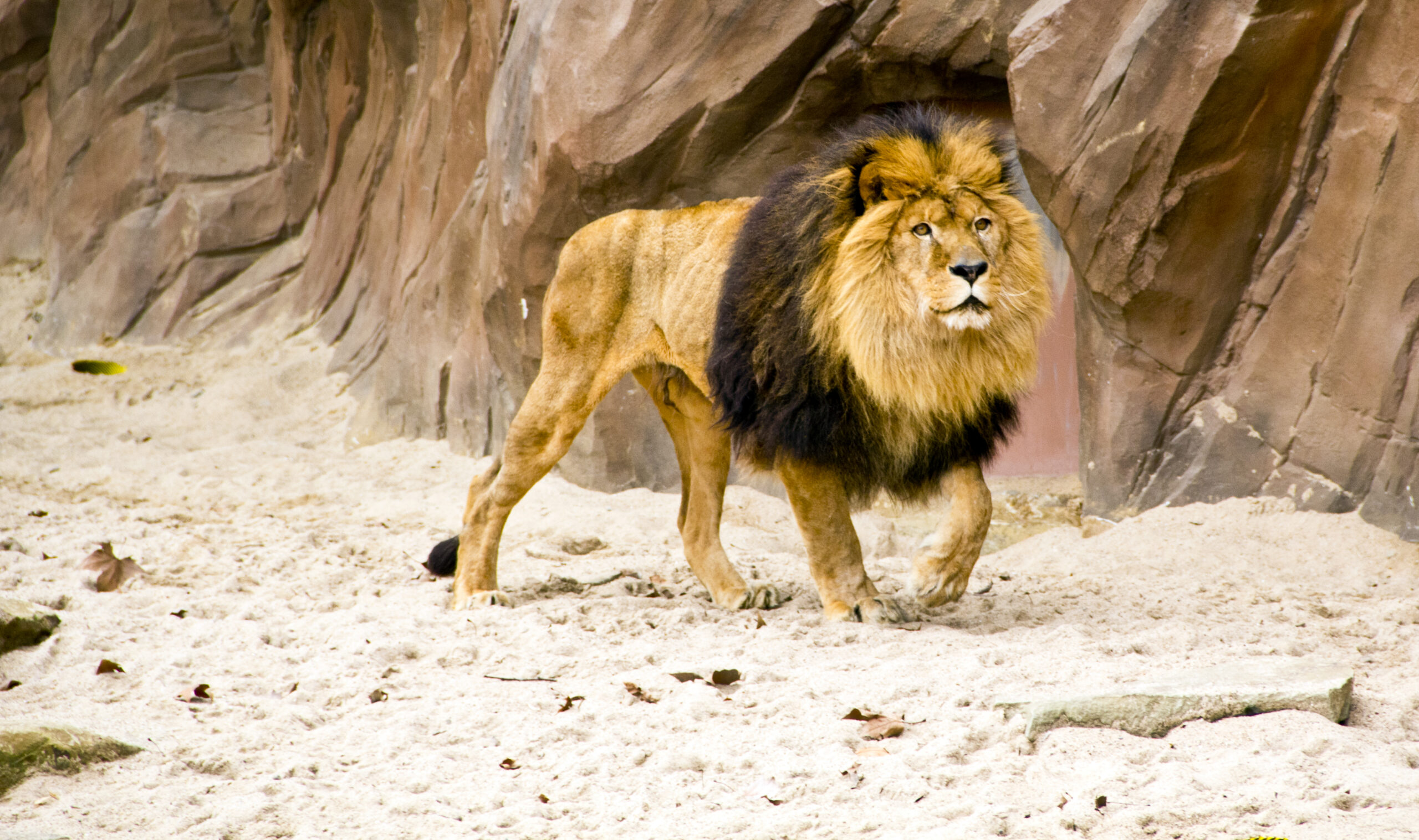 Барбарийский лев