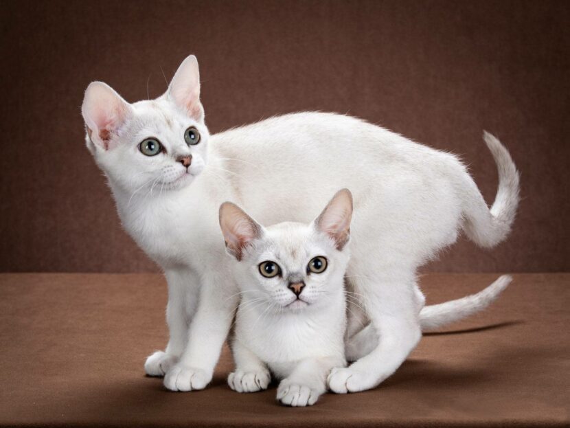 Кошка бурмилла