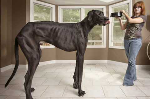 Самая большая собака на земле