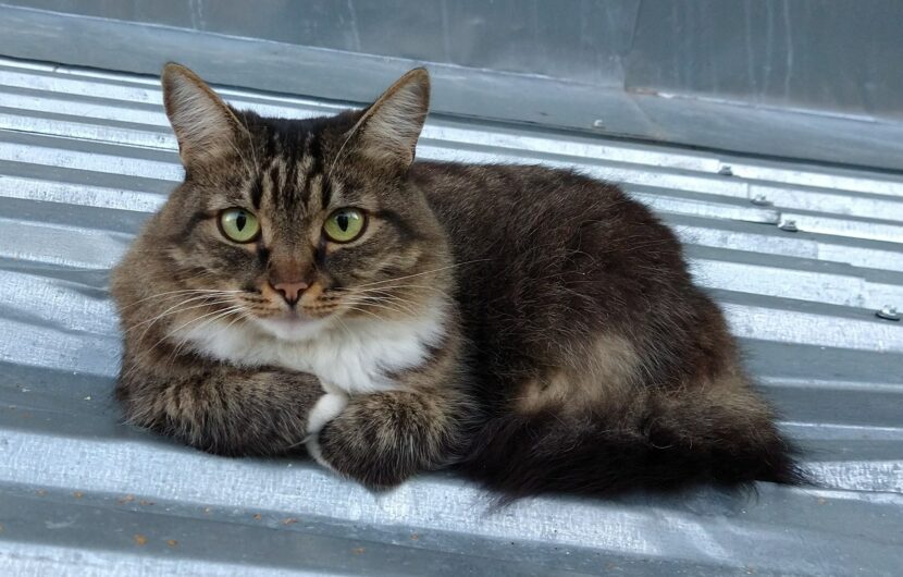 Русская сибирская кошка крысоловка – гипоаллергенная порода кошек