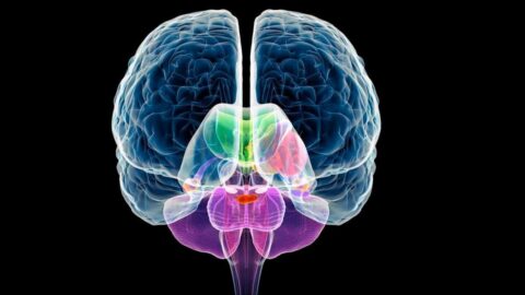 Функции левого и правого полушария мозга человека и факторы влияния на их развитие