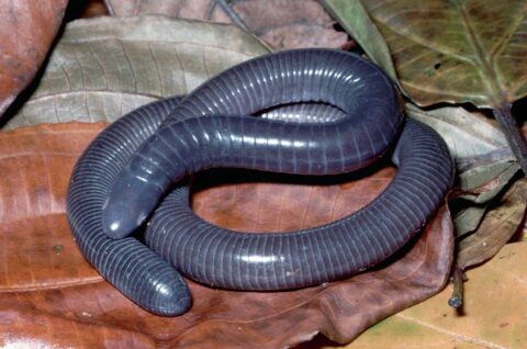Кто такая червяга: интересная амфибия или слепая змея?