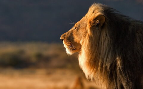 Очень большие кошки или почему лев царь зверей?