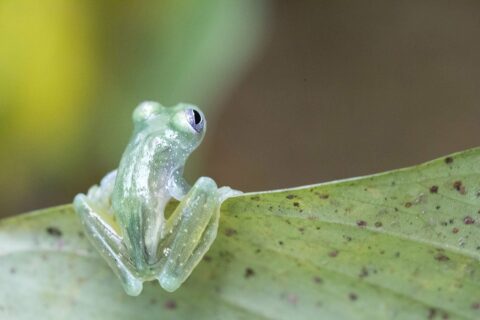 Стеклянная лягушка – необычное земноводное