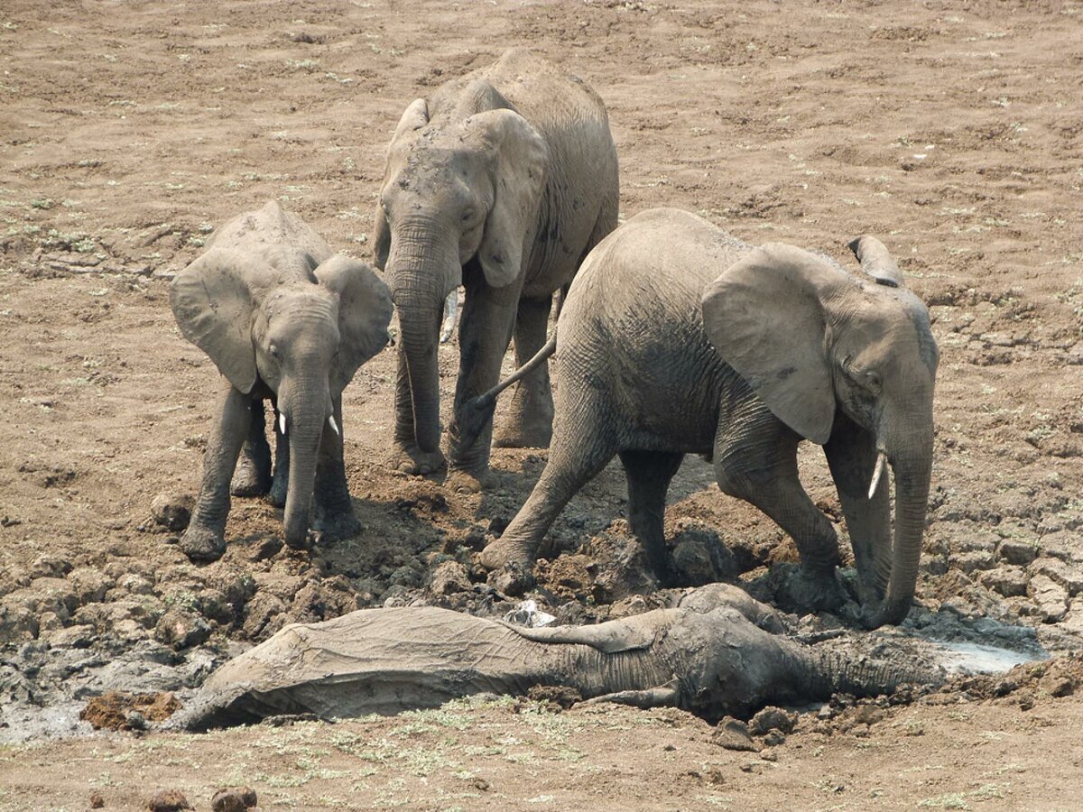 Ритуал захоронения у слонов