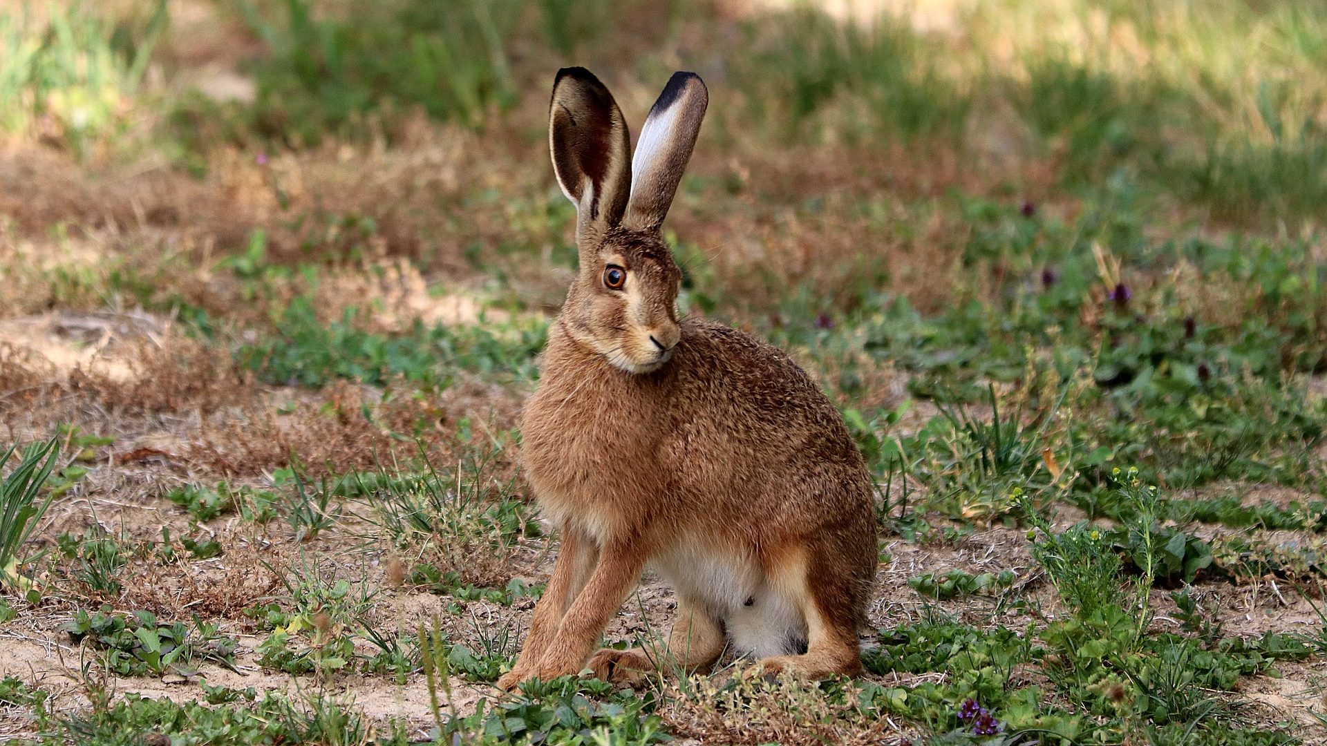 Интересные факты о зайцах