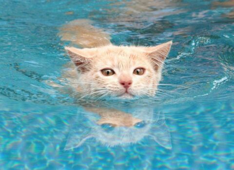 А ваша кошка любит купаться?