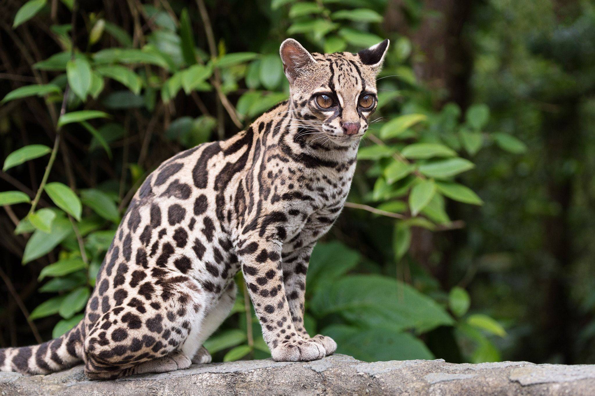 Кошка онцилла