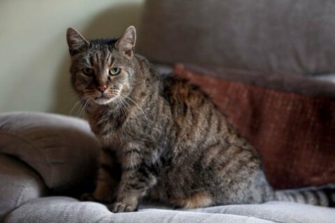 Самый старый кот в мире отмечает 26-летие
