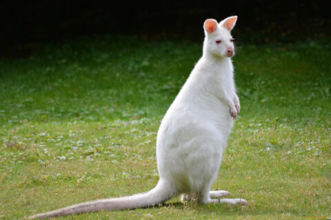 В Австралии обнаружен белый кенгуру