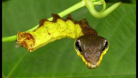 Гусеница змея – животные мастера маскировки