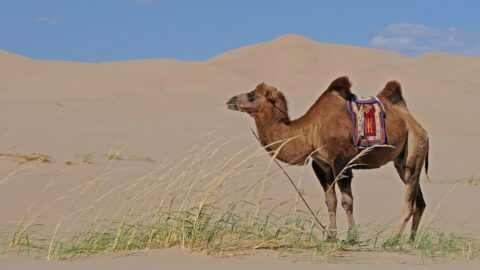 16 достоверных ответов на вопросы о верблюдах