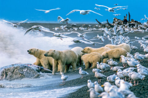 В Арктике обнаружены новые виды животных
