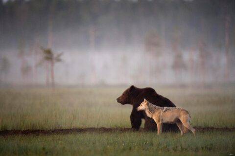 Необычные истории о дружбе животных — медведь и волчица побратимы