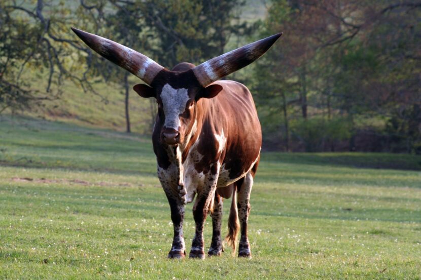Ватусси – бык с огромными рогами