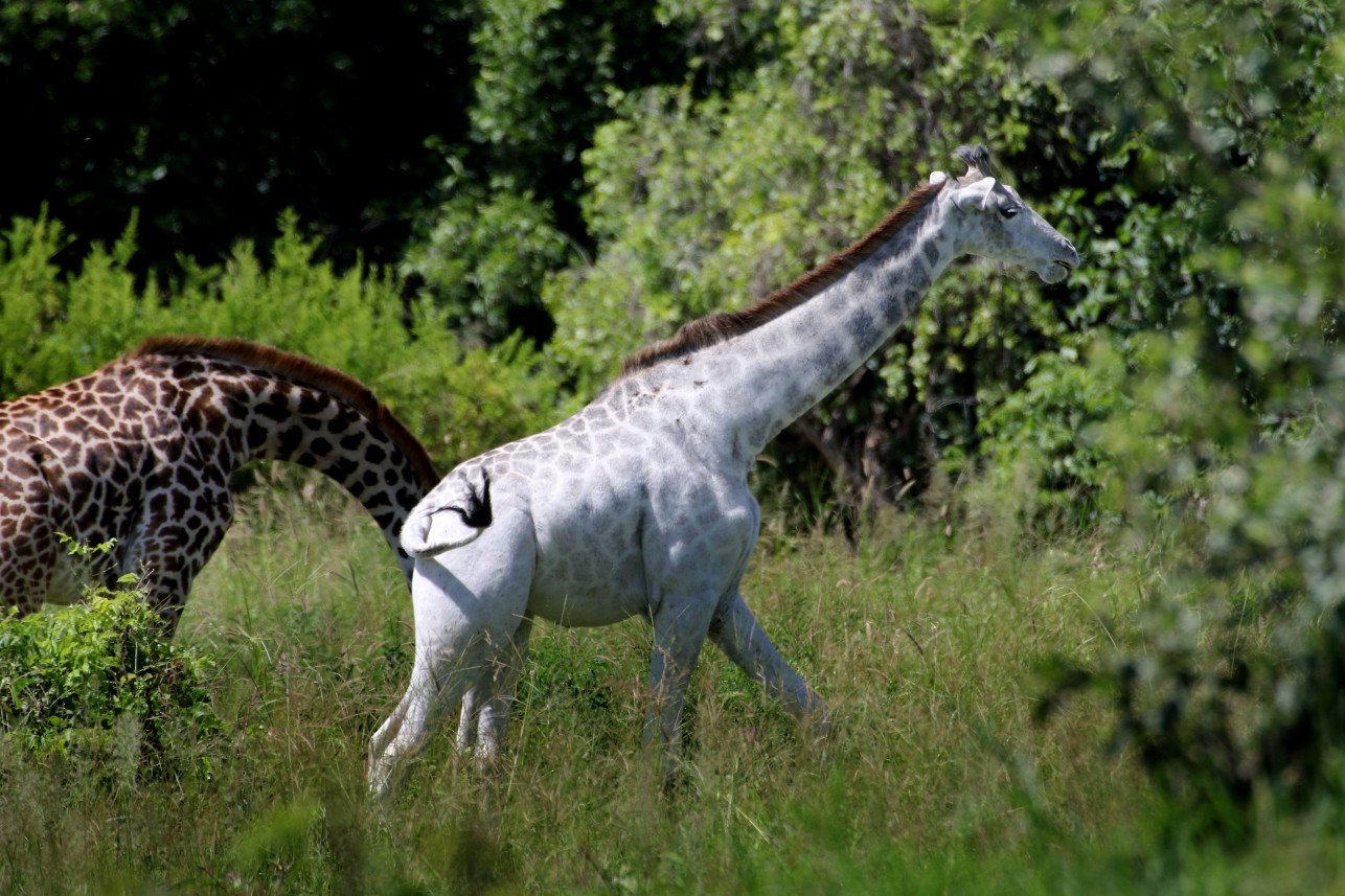 Белый жираф