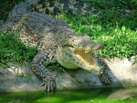 Почему крокодилы плачут?