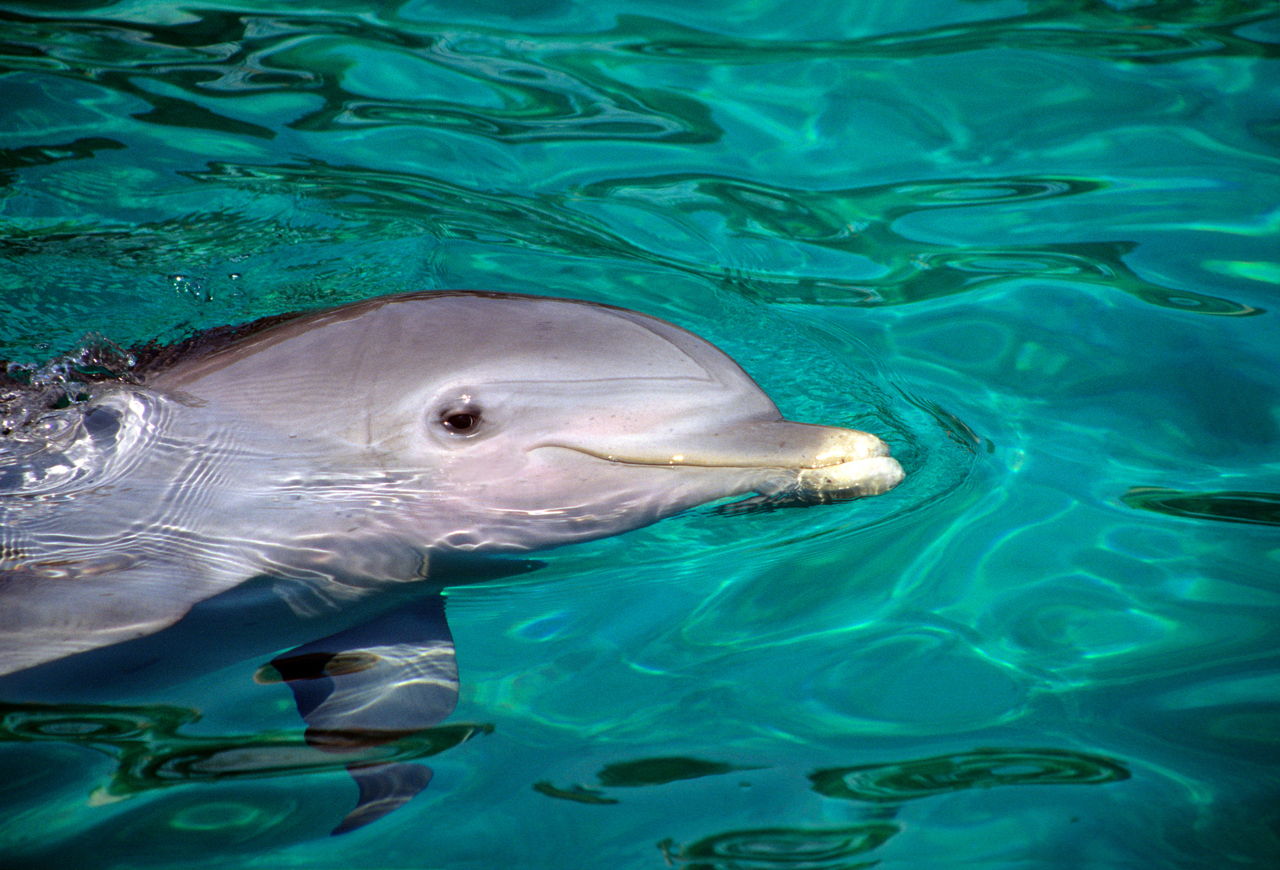 Дельфины спят с одним открытым глазом