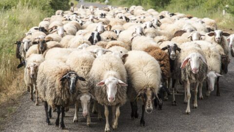 Мифы про овец – самые глупые животные?