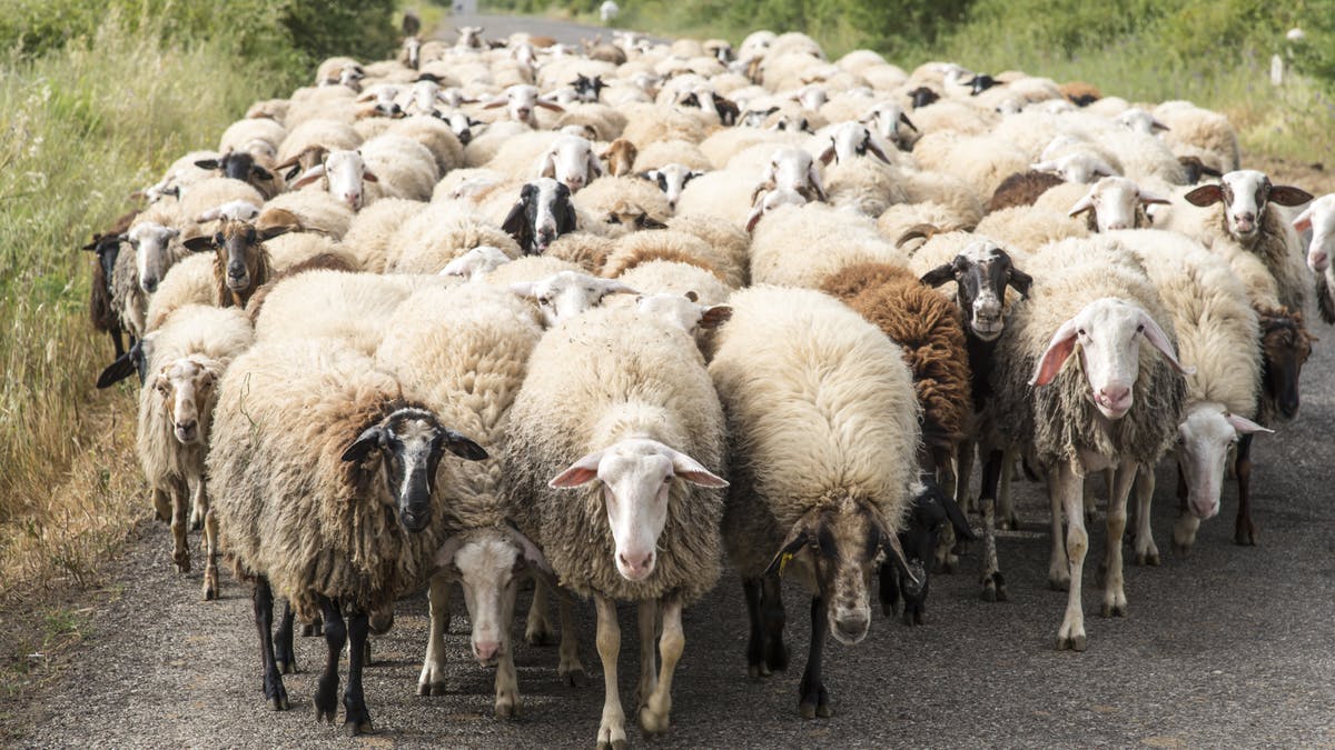 Мифы про овец