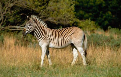 Зебра квагга – вымершее млекопитающее
