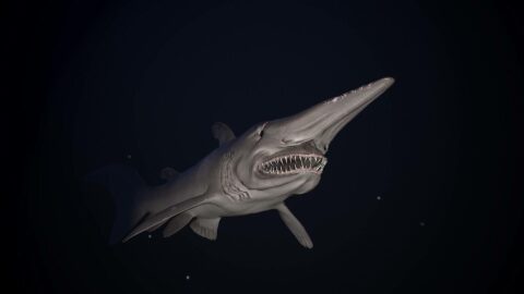 Акула гоблин – глубинный монстр