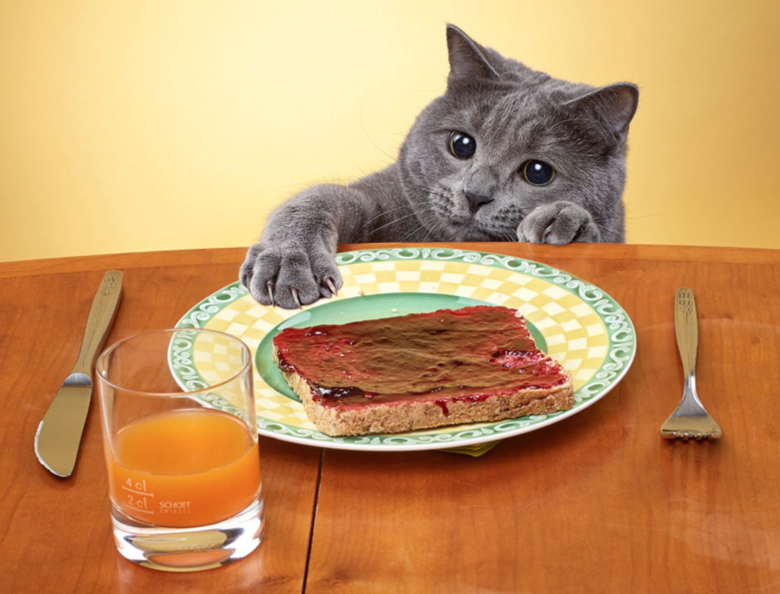 Коты воры