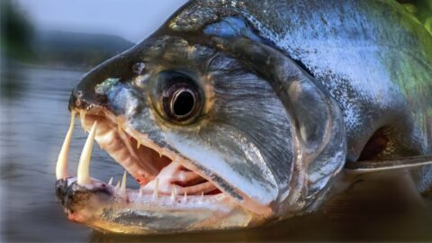 Рыба-дракула — самая необычная рыба в мире!