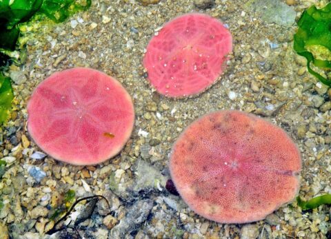 Розовый плоский морской еж — чем питаются морские ежи?