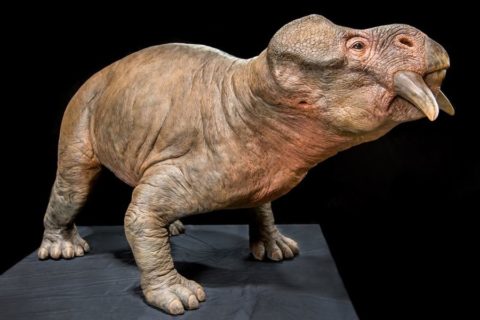 Доисторический ящер плацериас – предшественник млекопитающих