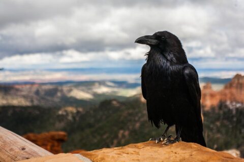 Самая умная птица — мудрый ворон