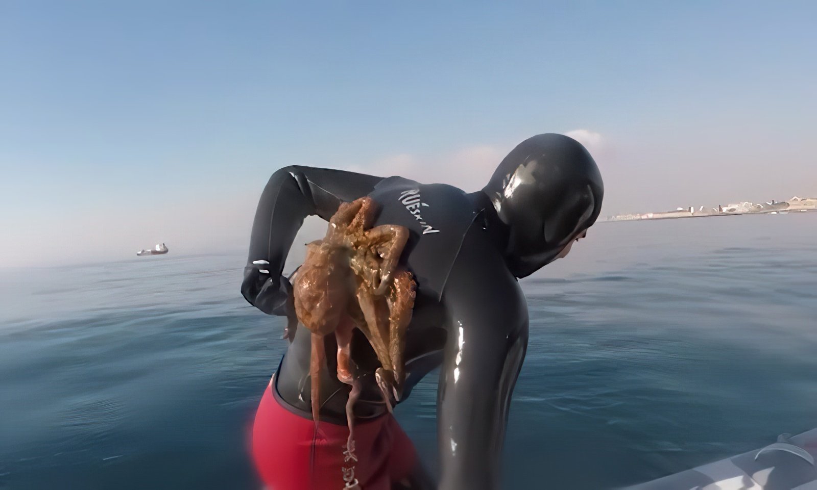 Осьминог напал на дайвера