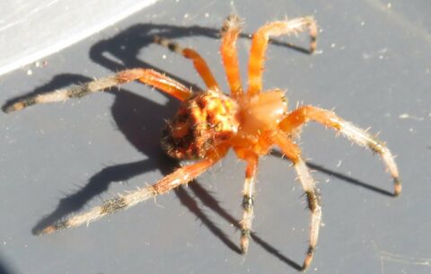 Малазийский оранжевый паук охотник