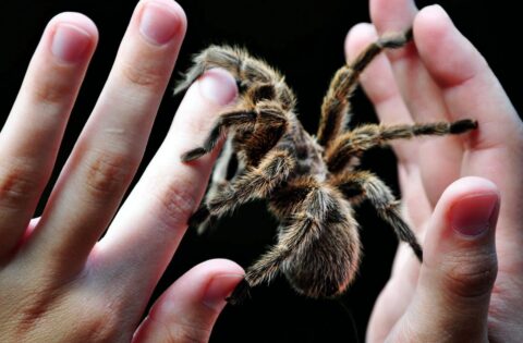 Интересное о пауках — необычный домашний питомец